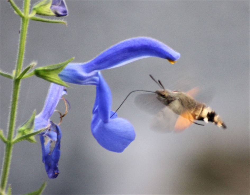 Kolibrievilder in Lobelia - Geleedpotigen - Kolibrievlinder