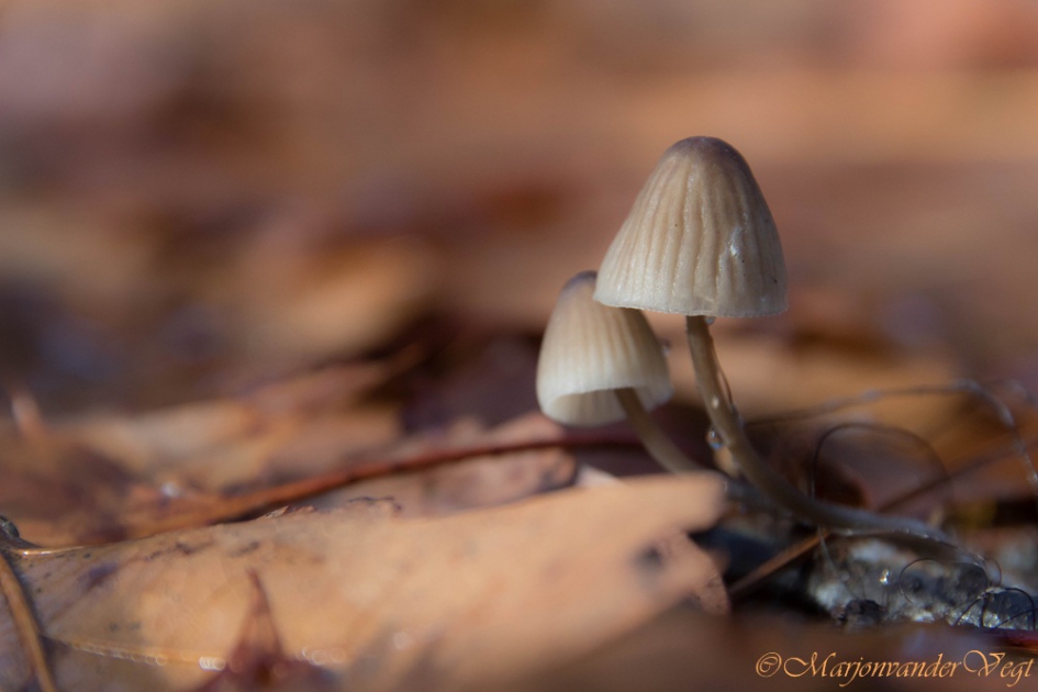 Kom maar bij mij - Schimmels - mycena