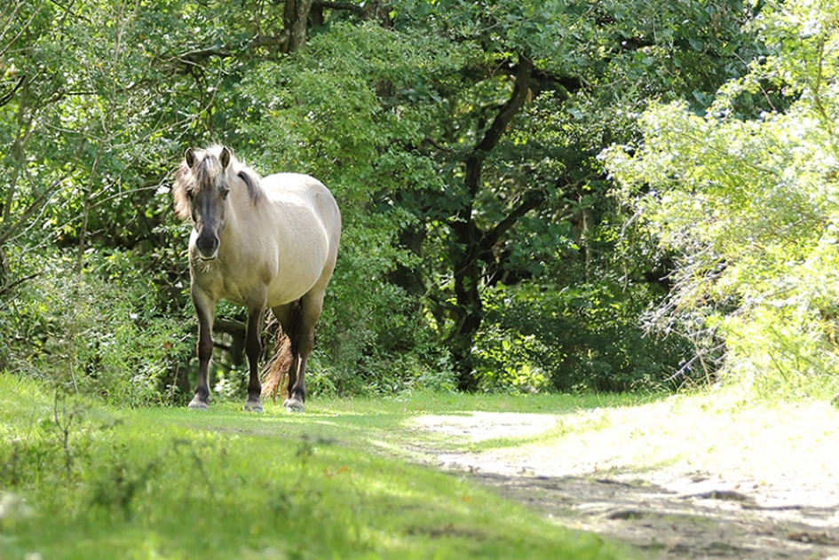 konikpaard - Zoogdieren - 