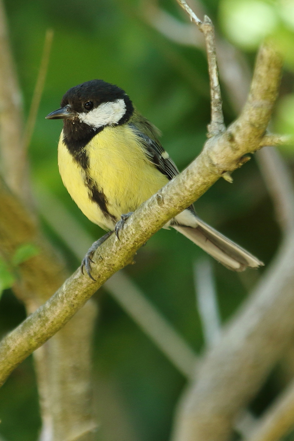 koolmees -v- - Vogels - 