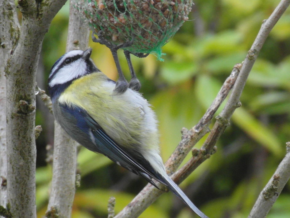 Koolmezen - Vogels - Koolmees