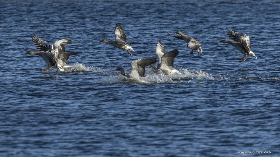 Kop-staart botsing - Vogels - Grauwe gans