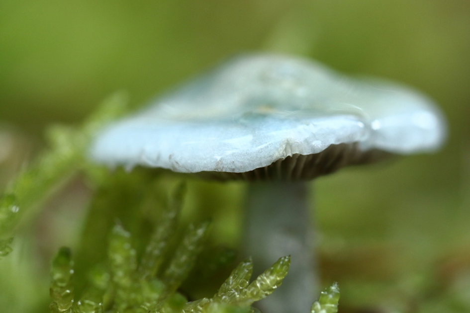 kopergroenzwam - Schimmels - 