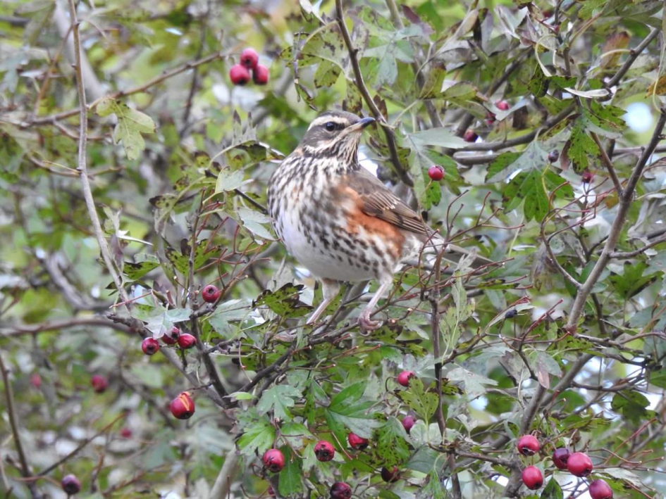 Koperwiek - Vogels - Koperwiek