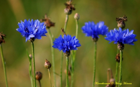 Korenbloemen