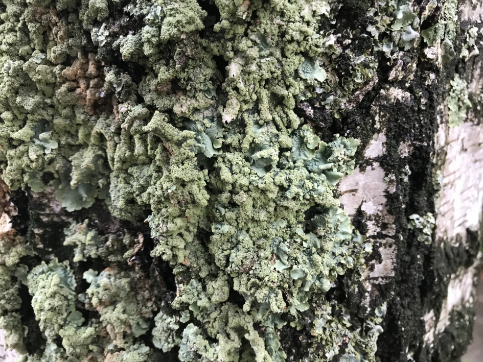 Korstmos - Planten - 