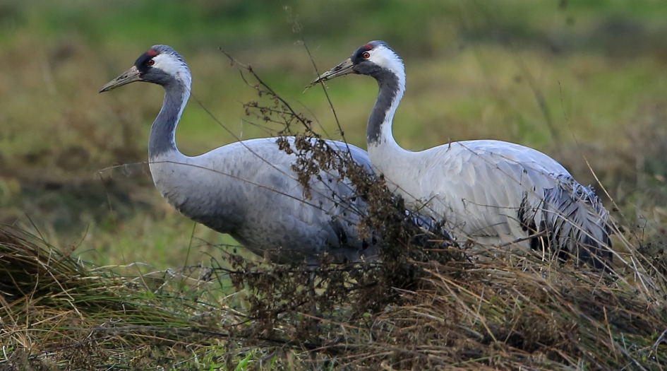 Kranen dichtbij ... - Vogels - Kraanvogel