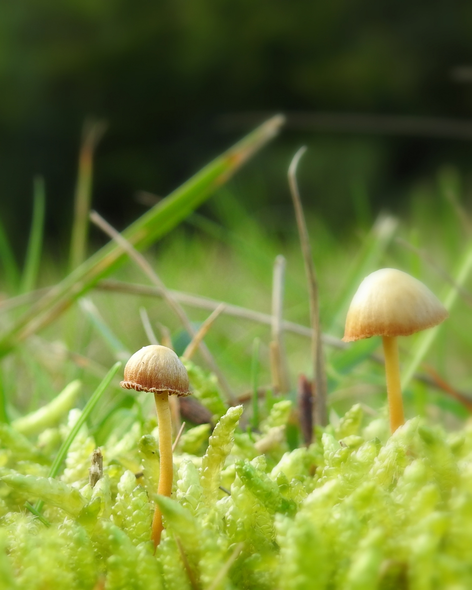 Krullend mutsje - Schimmels - 