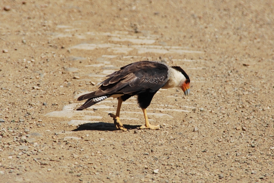 Kuif Caracara - Vogels - 