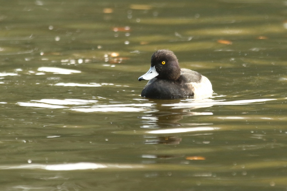 kuifeend -m- - Vogels - 