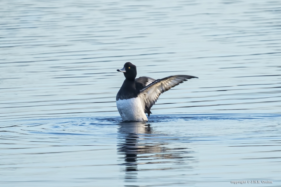 Kuifeend - Vogels - Kuifeend