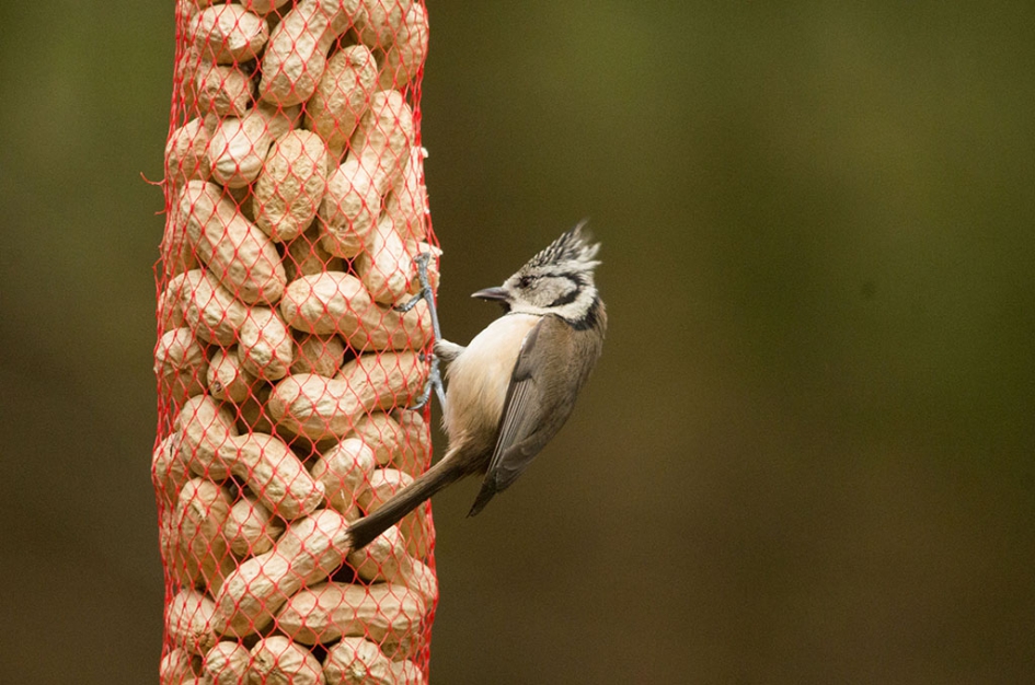 Kuifmees - Vogels - Kuifmees