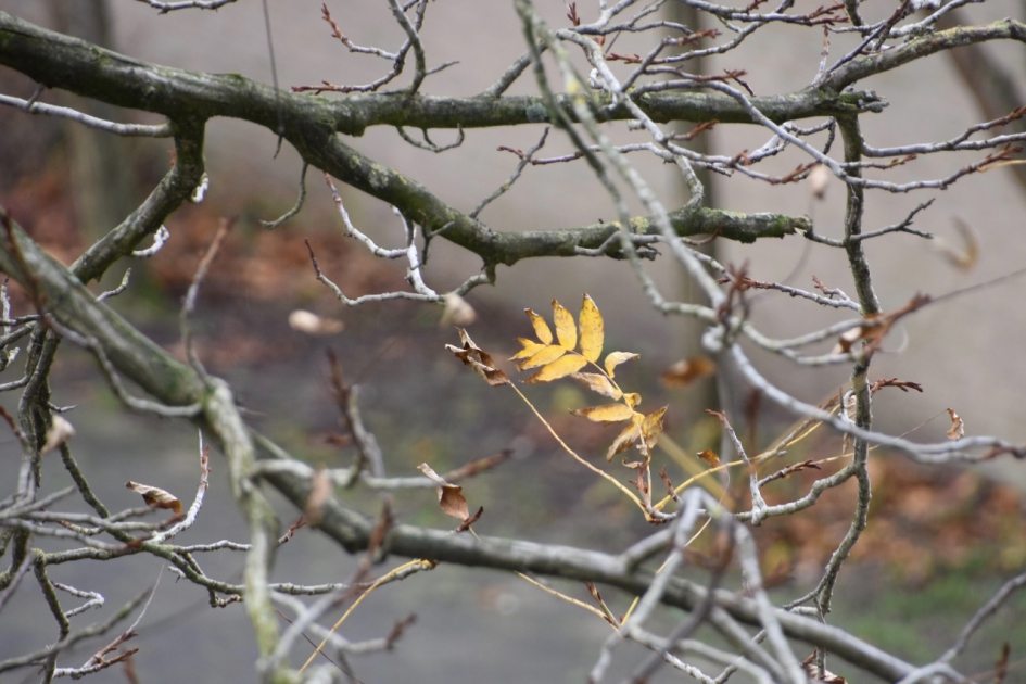 Laatste blad - Planten - 
