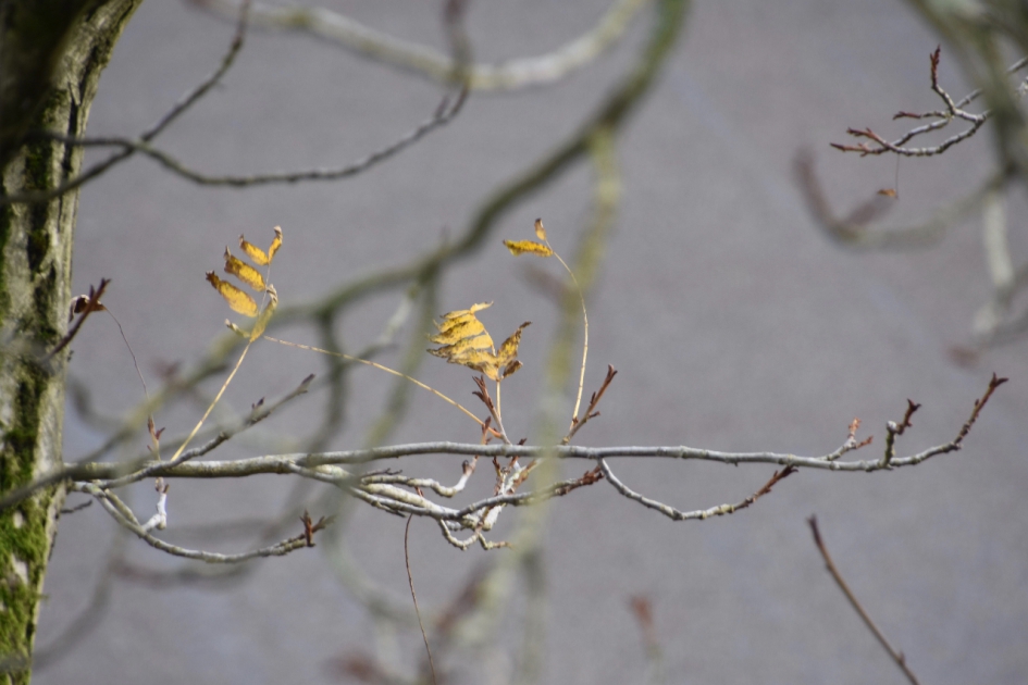 Laatste blad aan de vleugelnoot - Planten - 