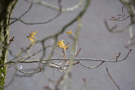 Laatste blad aan de vleugelnoot