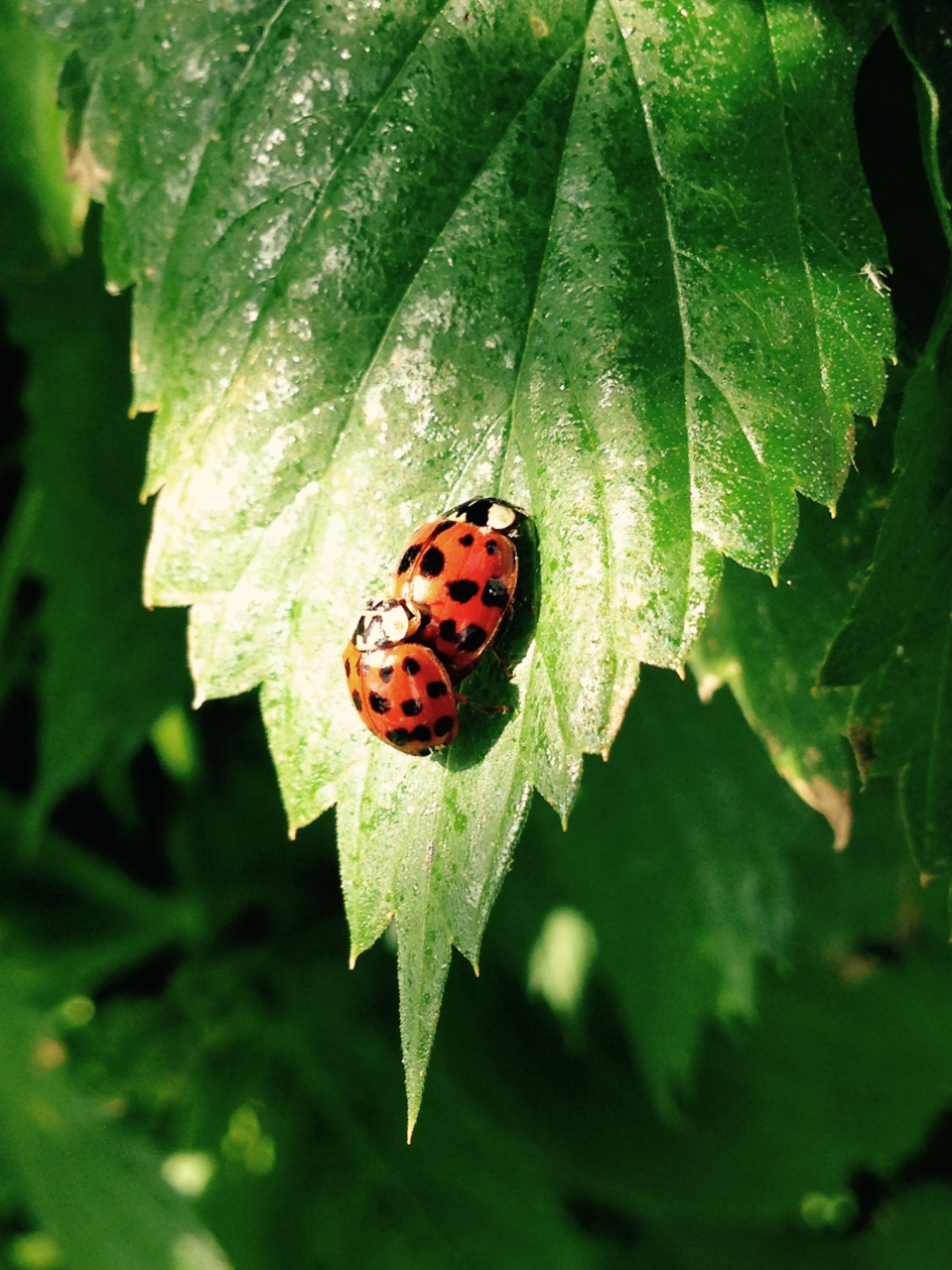 Ladybugs - Geleedpotigen - Lieveheersbeestje