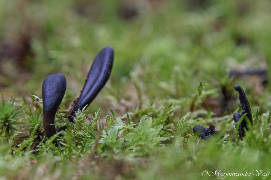 Landtongen - Schimmels - landtongen