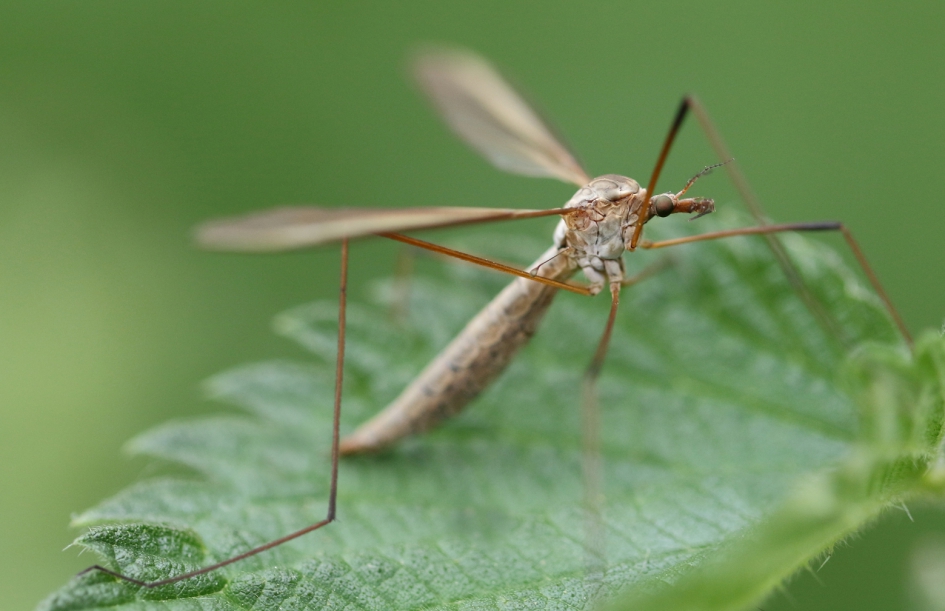 langpootmug -tipula- - Geleedpotigen - 