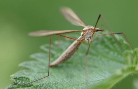 langpootmug -tipula-