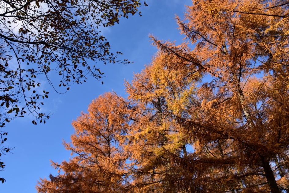 Lariksen - Planten - 