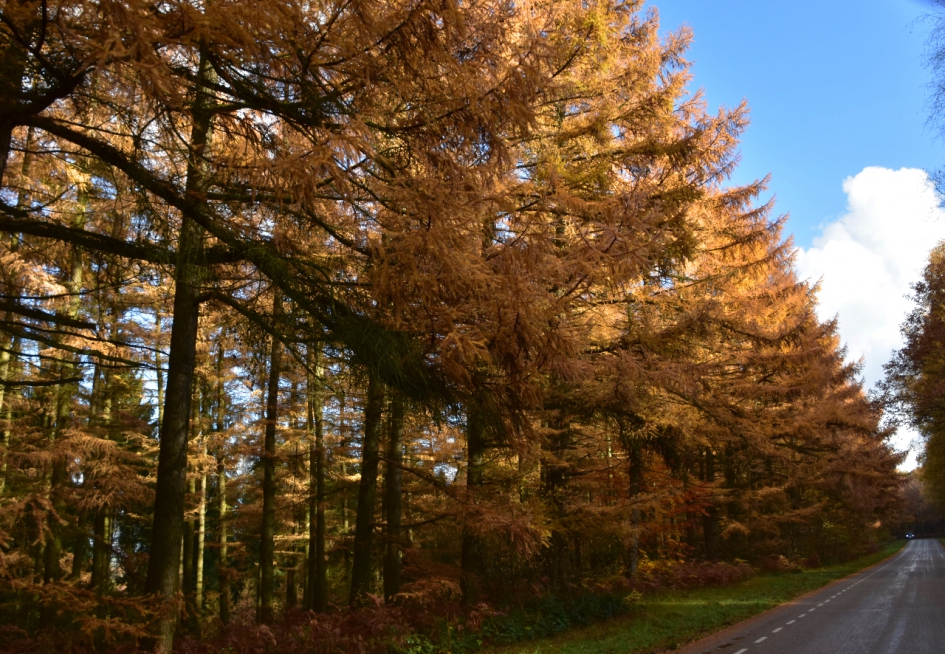Lariksen in herfsttooi - Planten - 