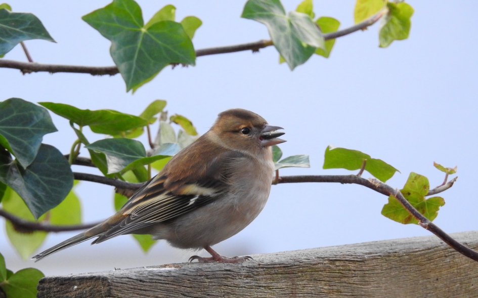 Lekker zonnepitje - Vogels - Vink