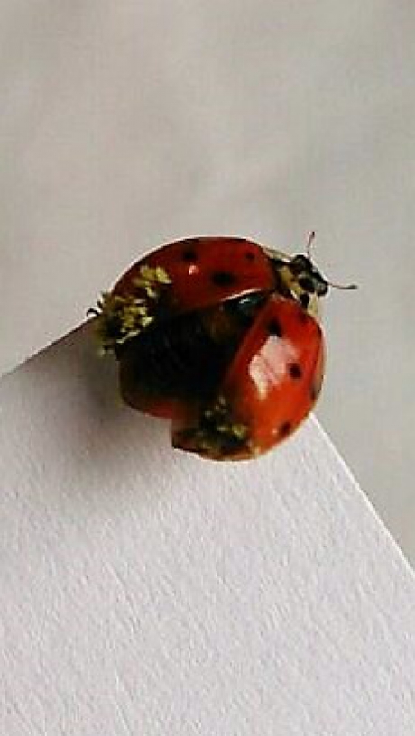 Lieveheersbeestje met camouflage?