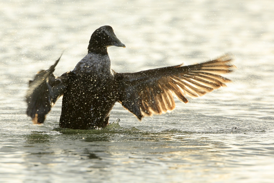 Maestro - Vogels - Eidereend