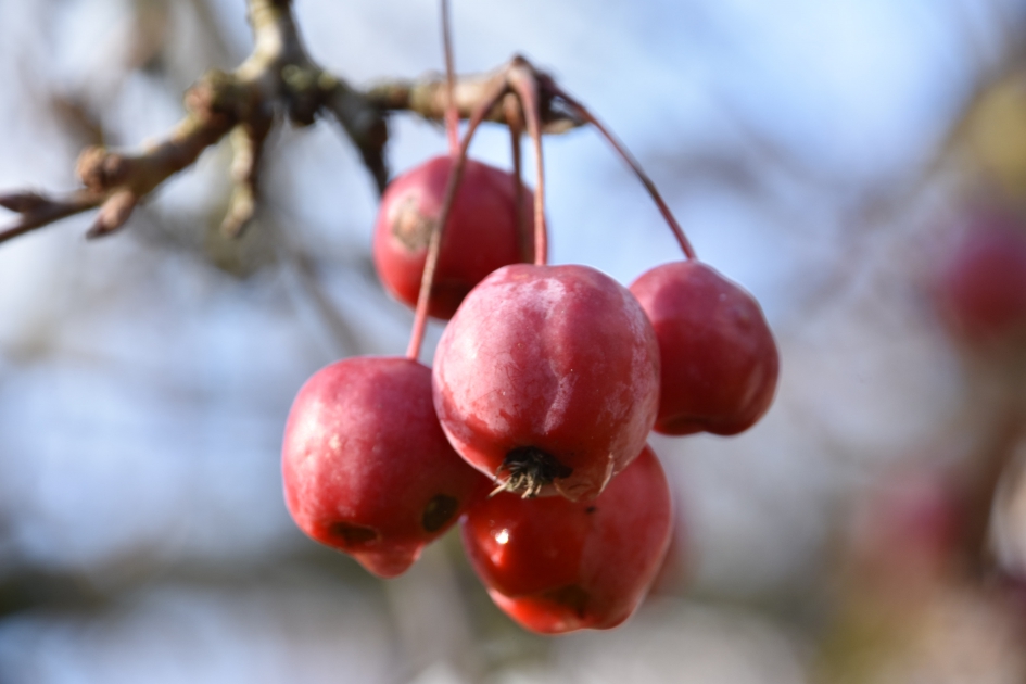Malusappeltjes - Planten - 