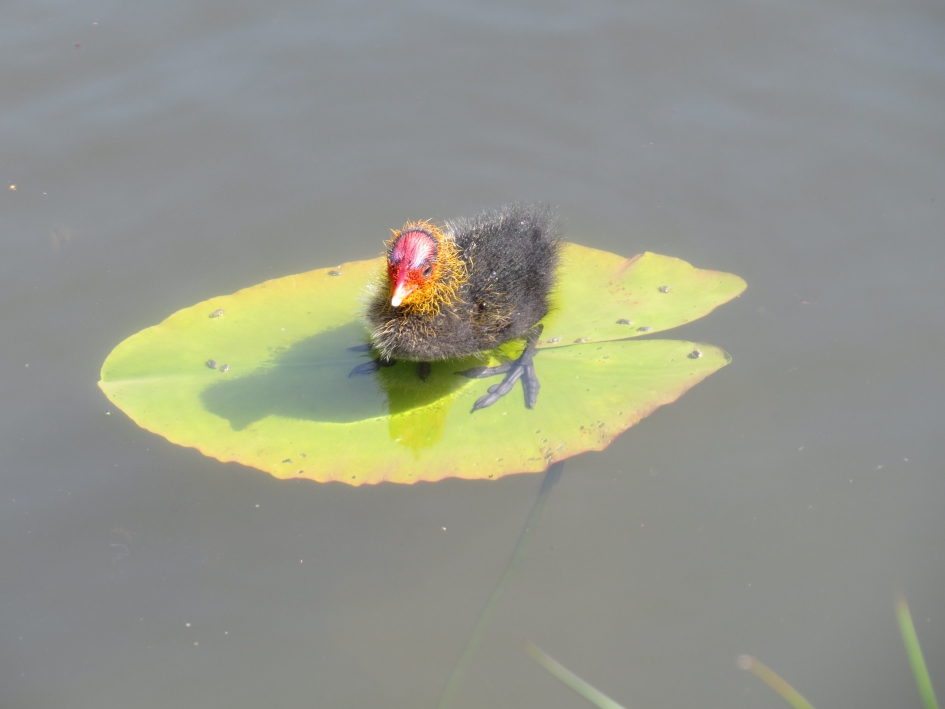 Meerkoetjong - Overig - 