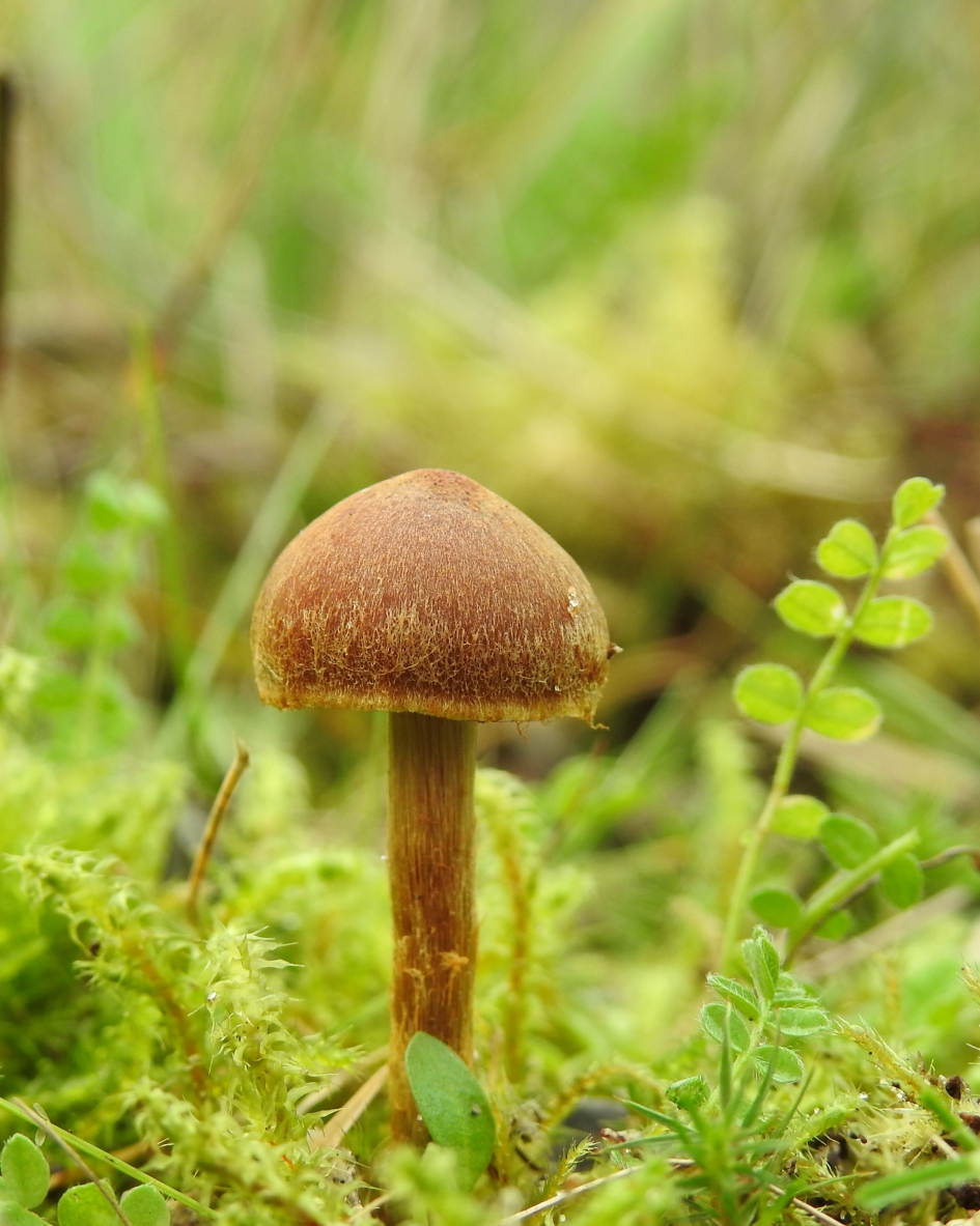 Met fluwelen hoedje - Schimmels - 