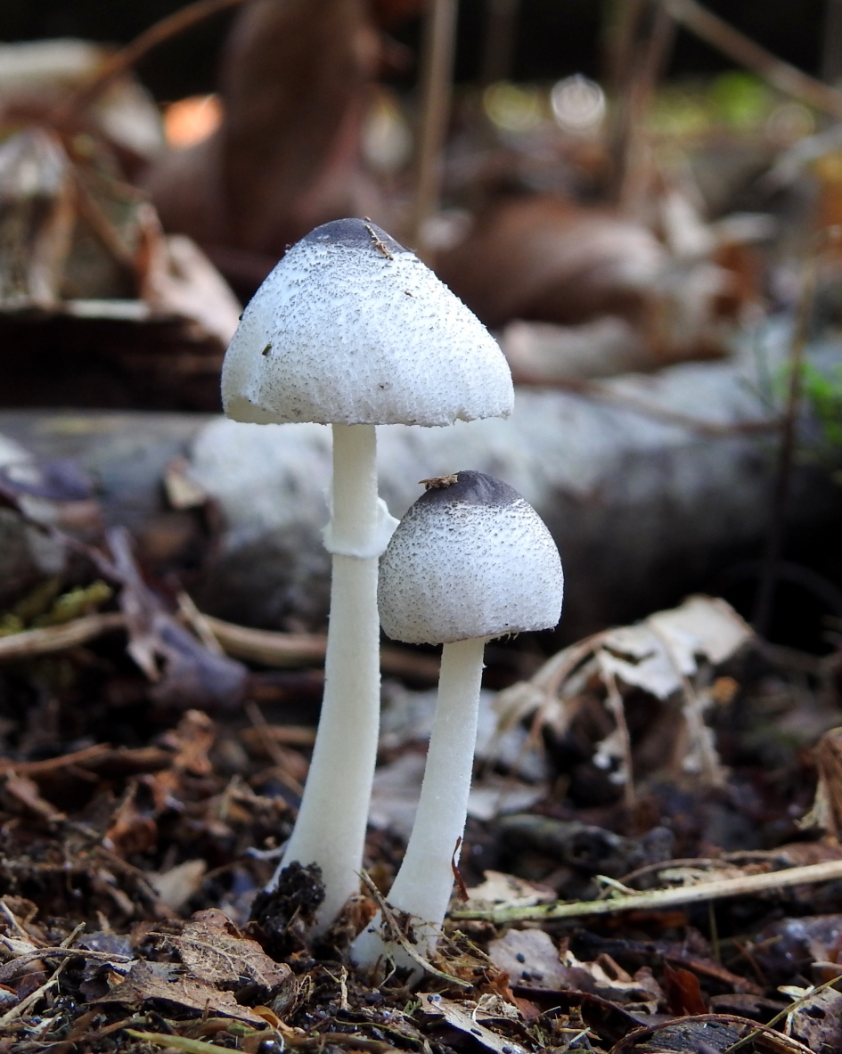 Met stip - Schimmels - Spikkelplooiparasolzwam