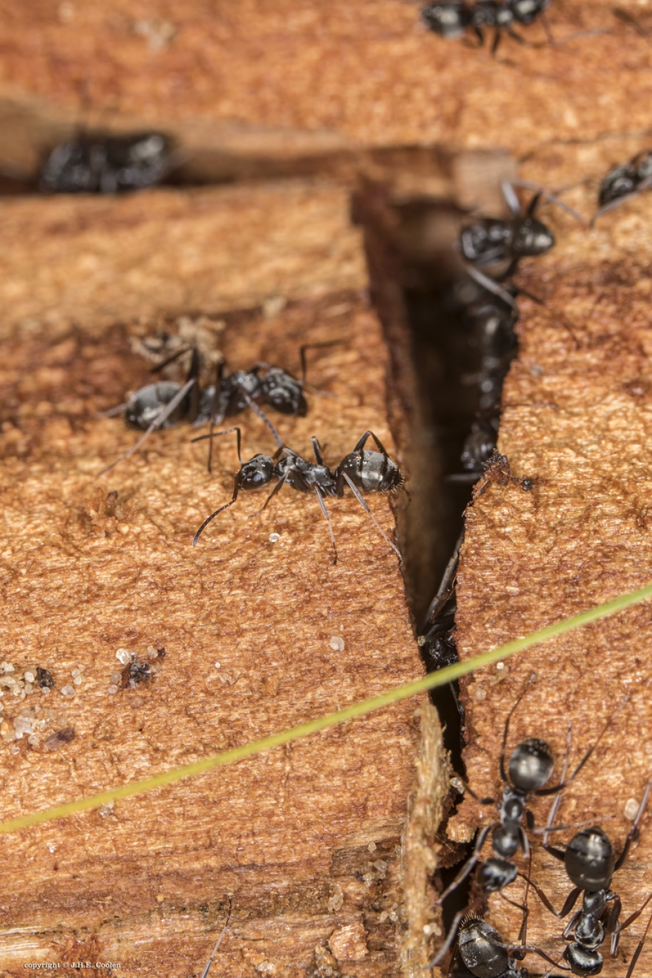 Mieren - Geleedpotigen - Mier