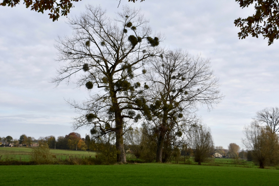 Maretakken - Planten - 