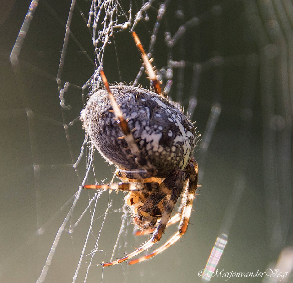 Miss Dikbil - Geleedpotigen - Spin