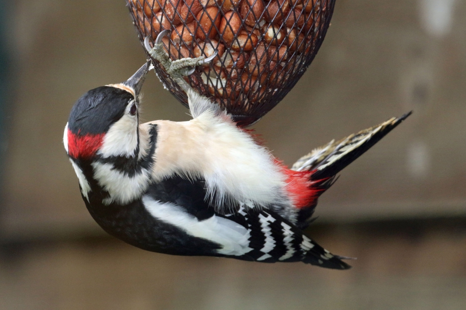 Mmmm pinda's! - Vogels - Grote Bonte Specht