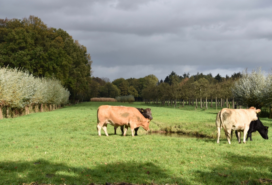 Mooi licht - Zoogdieren - 