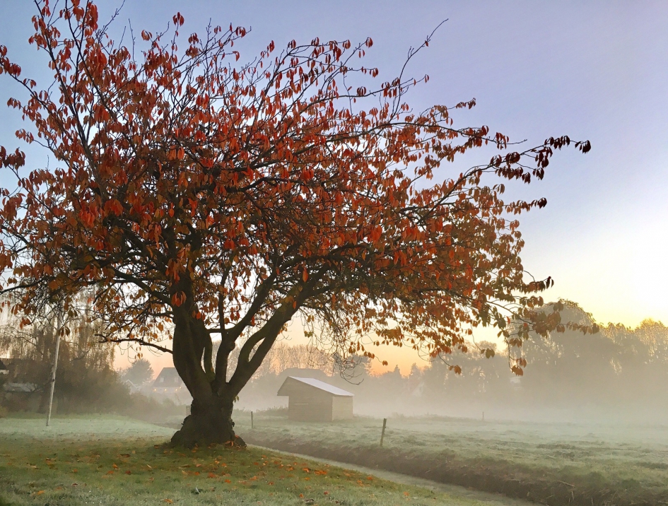 Mooi rood - Planten - 