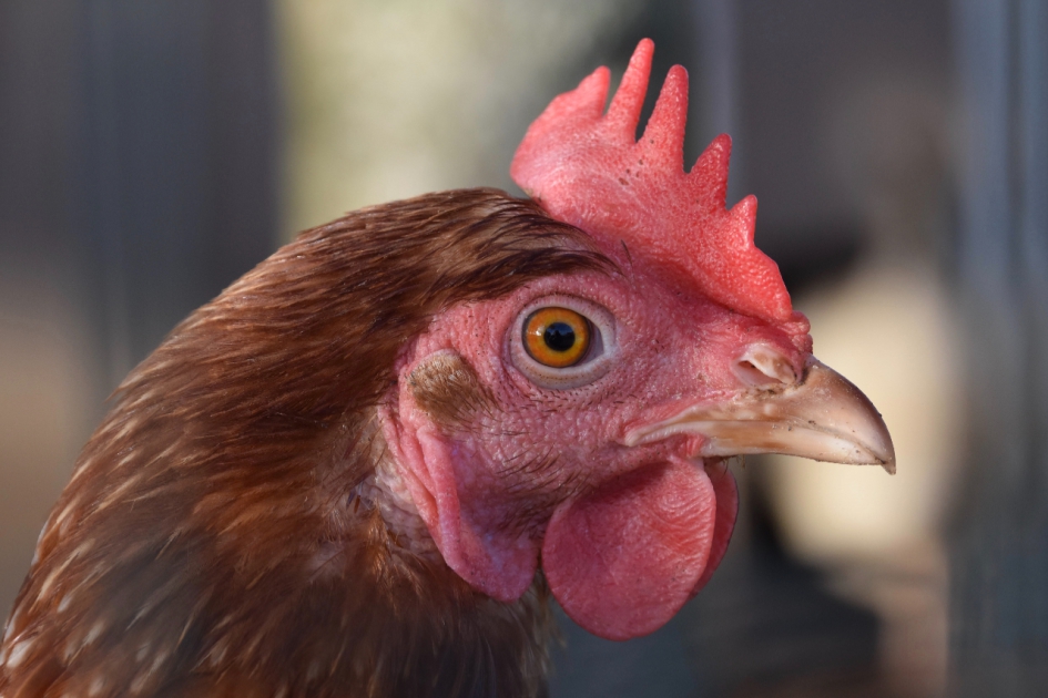 Mooie kam - Vogels - 