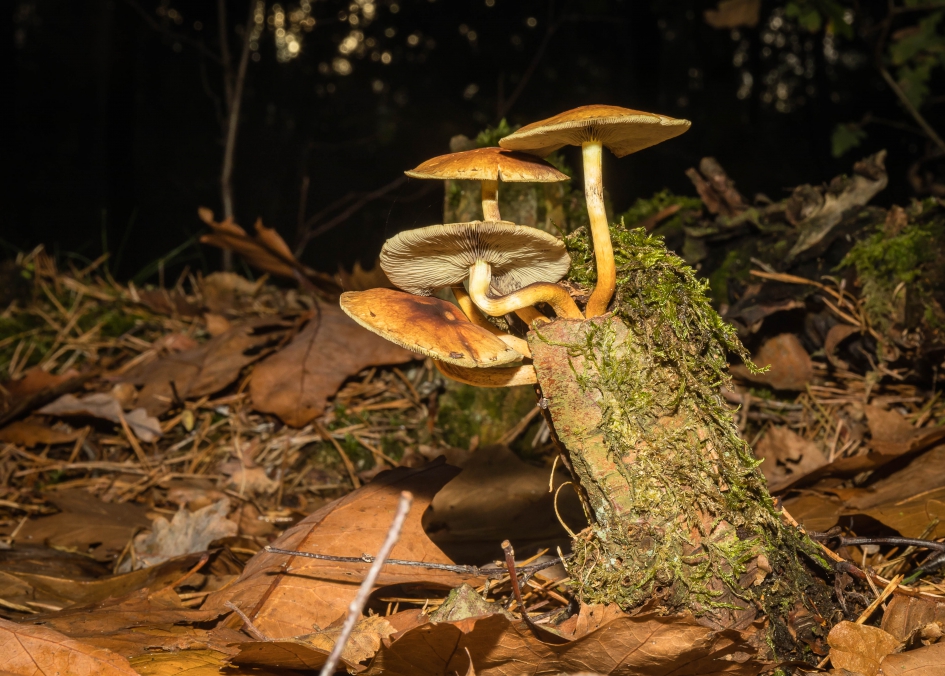 Mooie paddenstoelcompositie - Schimmels - ?