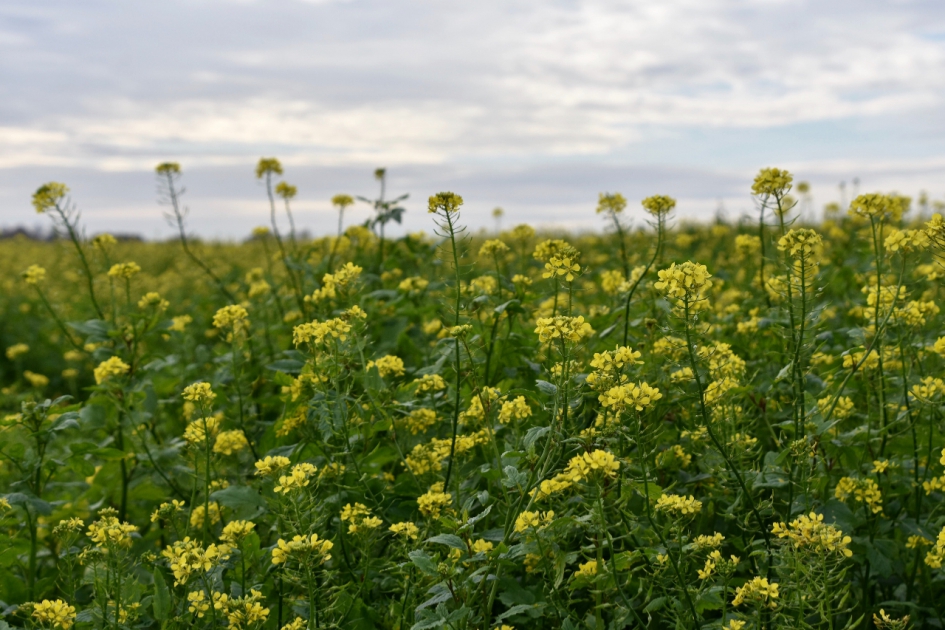 Mosterdzaad - Planten - 