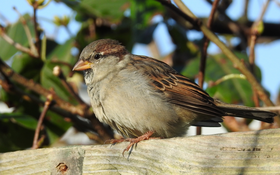 Musje - Vogels - Huismus