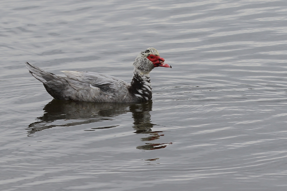 muskuseend -m- - Vogels - 