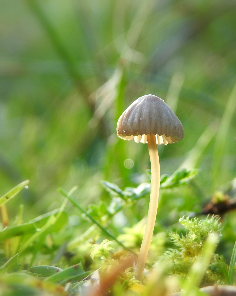 Mycena - Schimmels - Mycena
