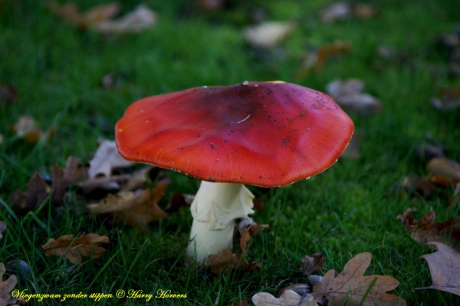 Vliegenzwam zònder stippen ???