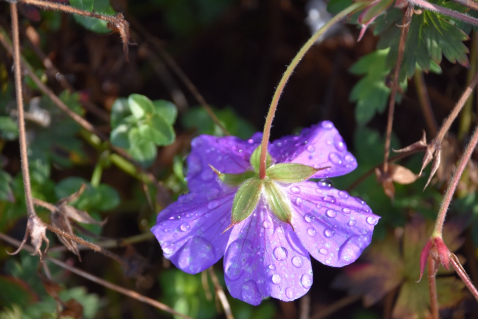 Ochtenddauw - Planten - 