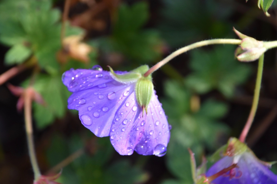 Dauw druppeltjes - Planten - 