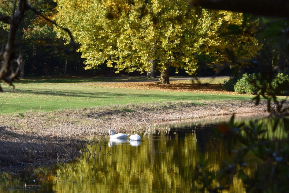 Kleurig water - Vogels - 