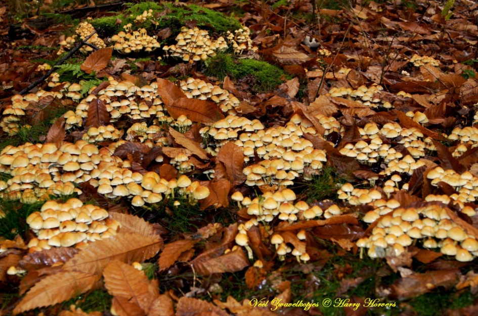 Vèèl Zwavelkopjes - Schimmels - Zwavelkopjes