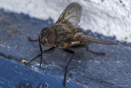 'n Huisvlieg